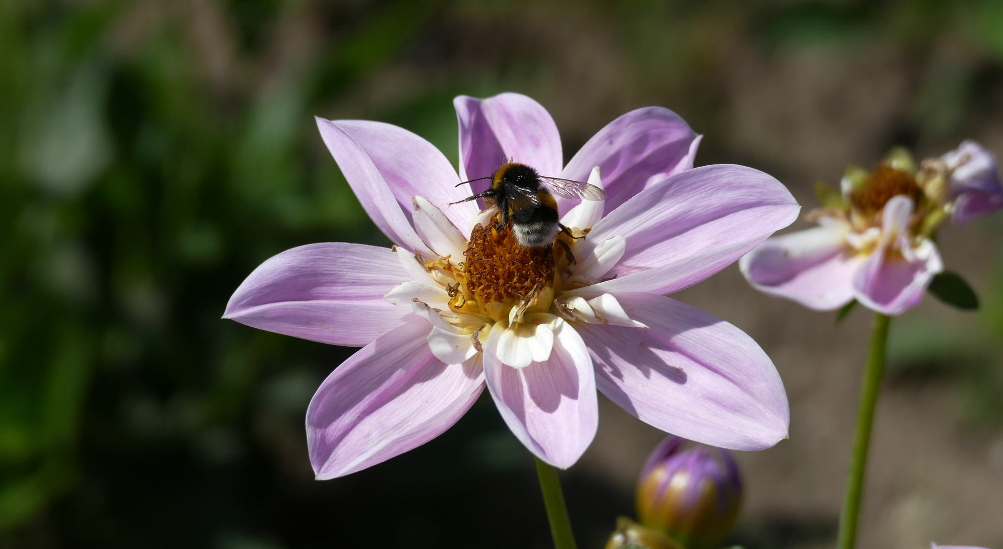 Dahlie mit Biene