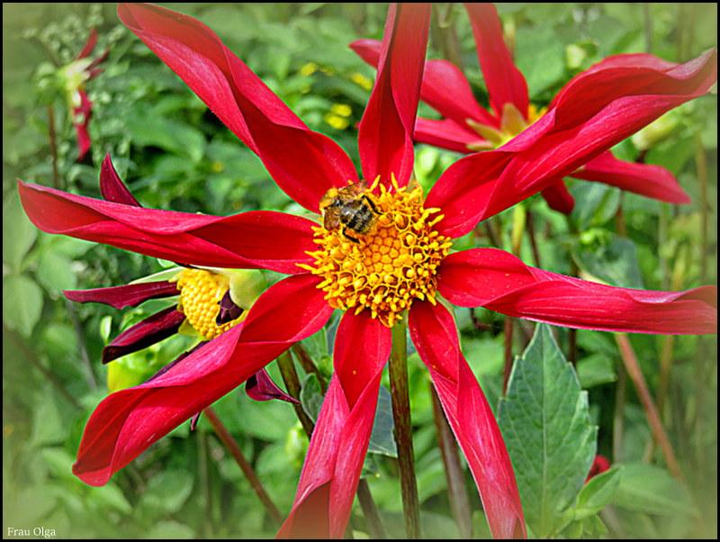 Dahlie mit eingerollten Blütenblättern