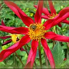 Dahlie mit eingerollten Blütenblättern