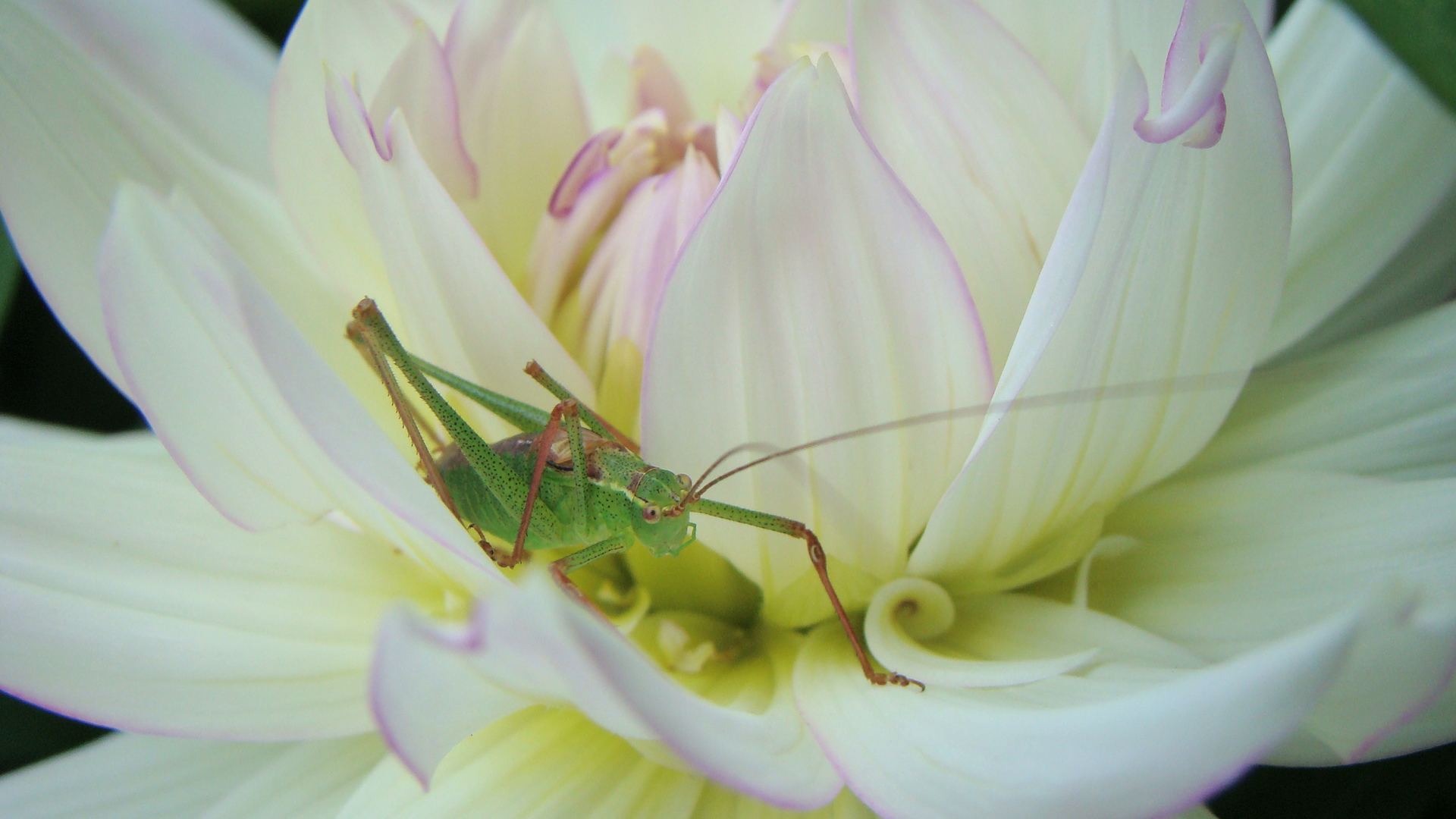 Dahlie mit Grashüpfer