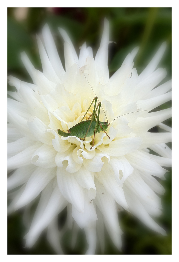 Dahlie mit Heuschrecke