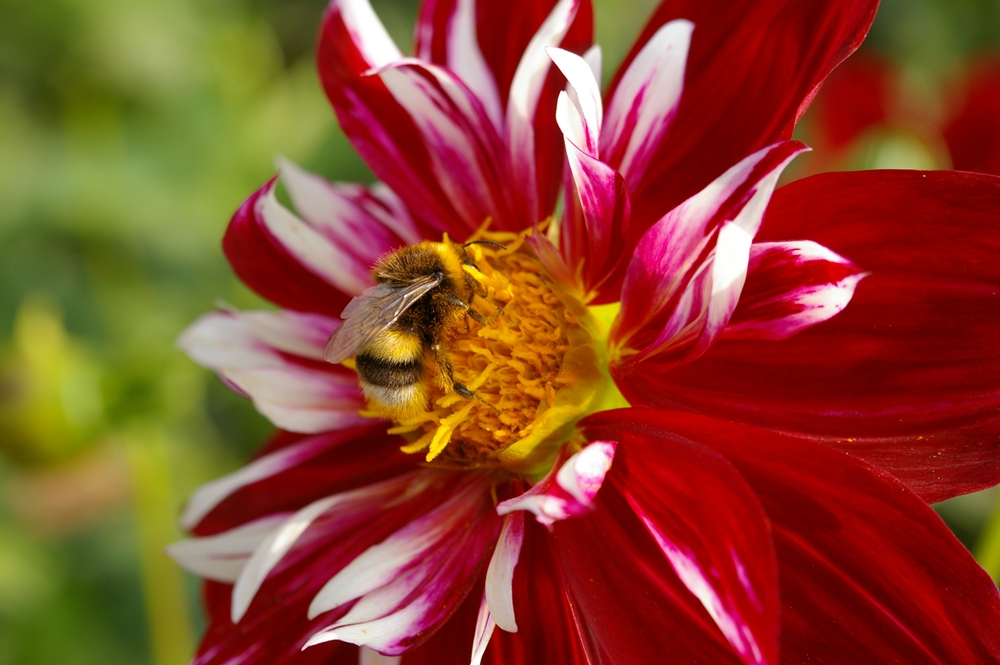 Dahlie mit Hummel