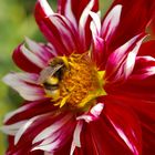 Dahlie mit Hummel