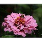 Dahlie mit Hummel