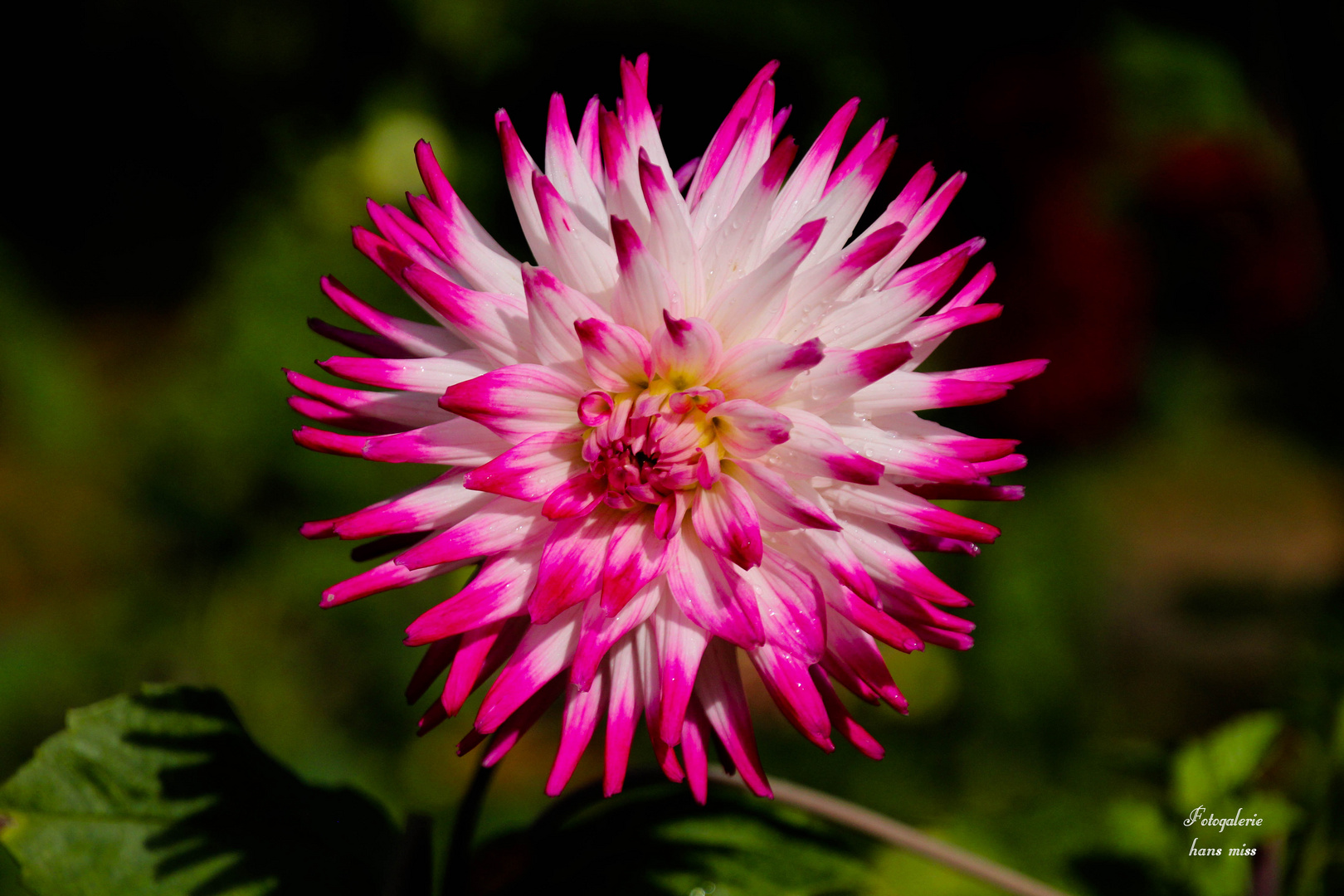 Dahlie mit roten Spitzen