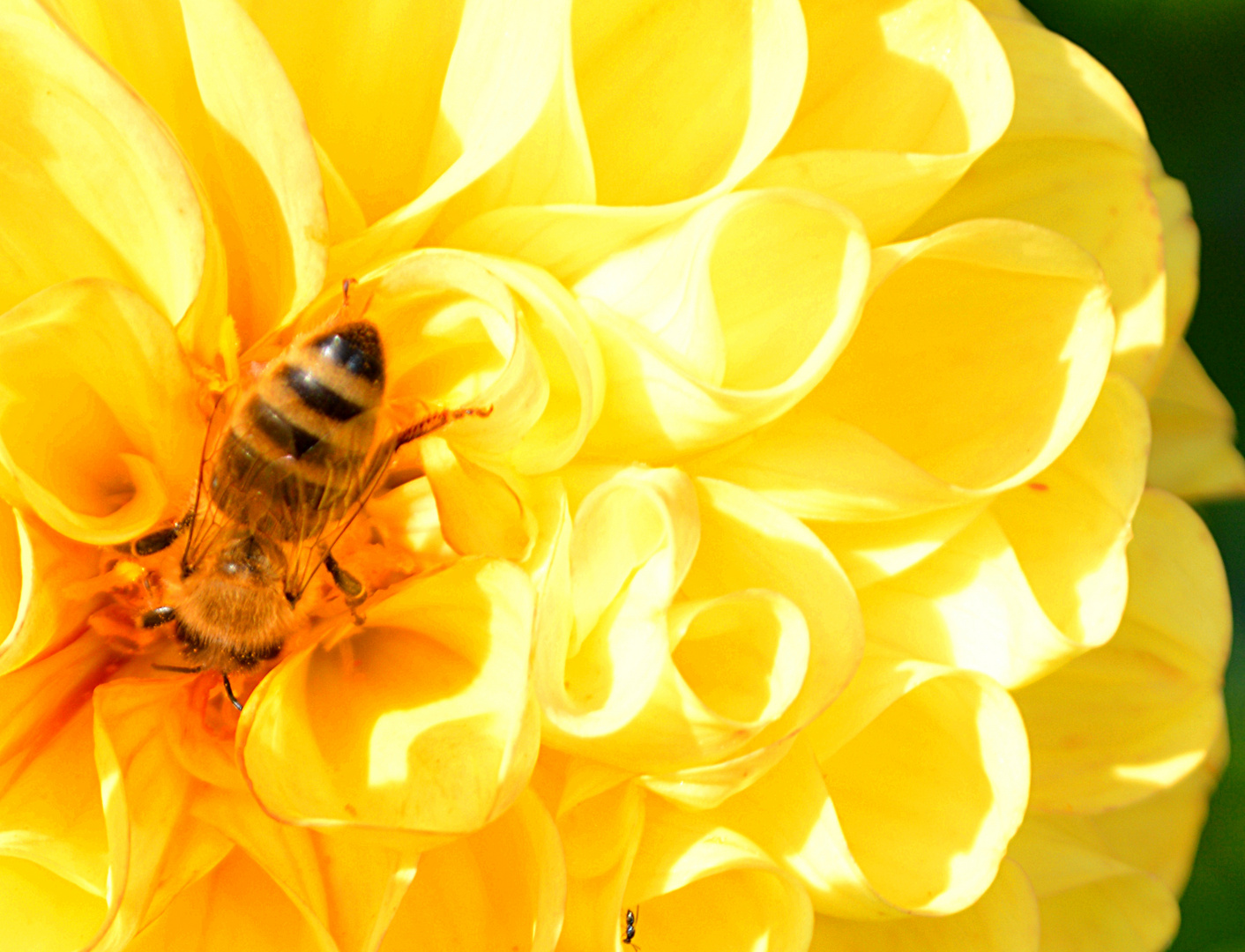 Dahlie mit Schleckermäulchen