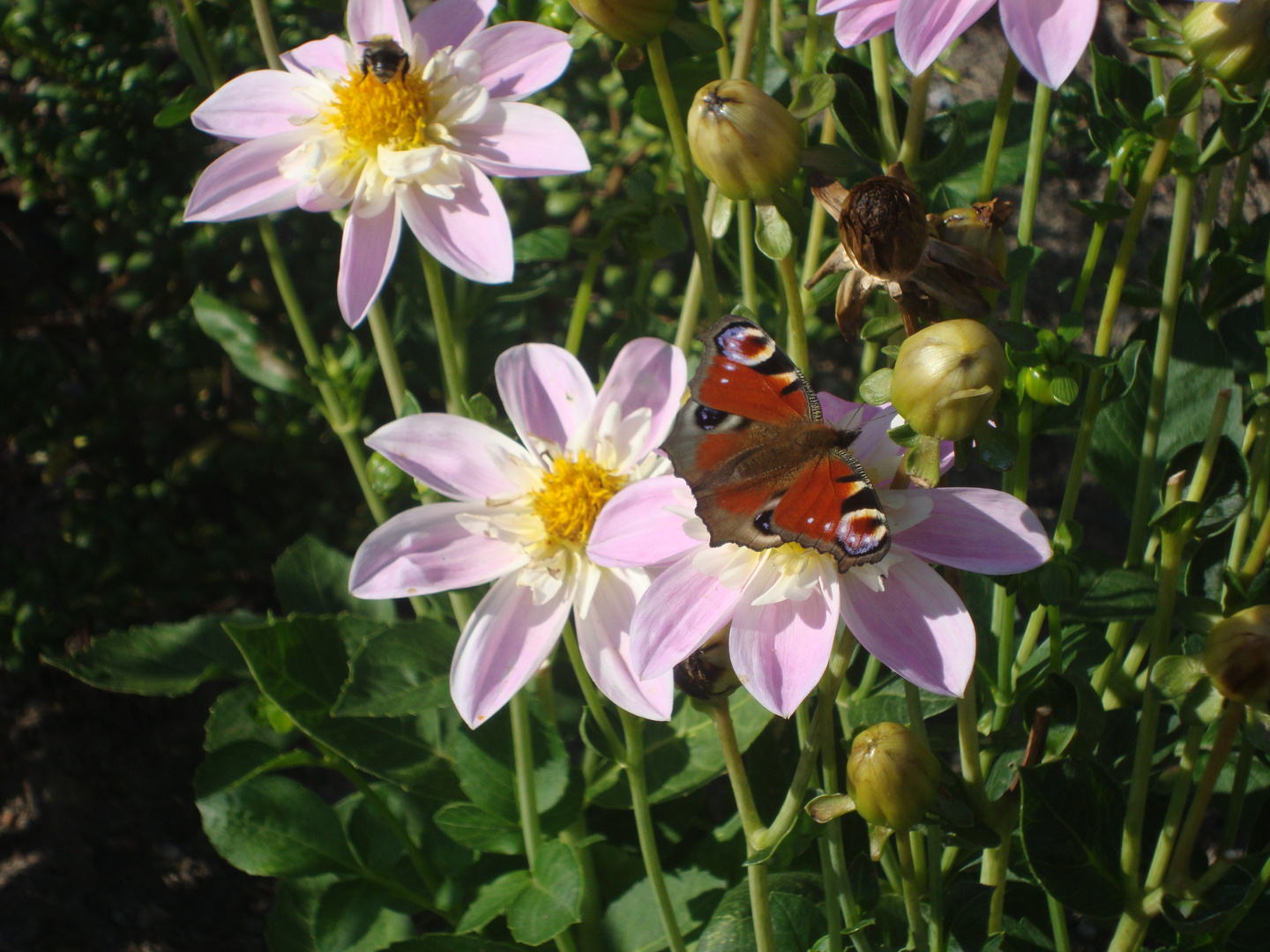 Dahlie mit Schmetterling