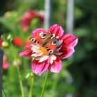 Dahlie mit Schmetterling