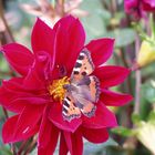 Dahlie mit Schmetterling