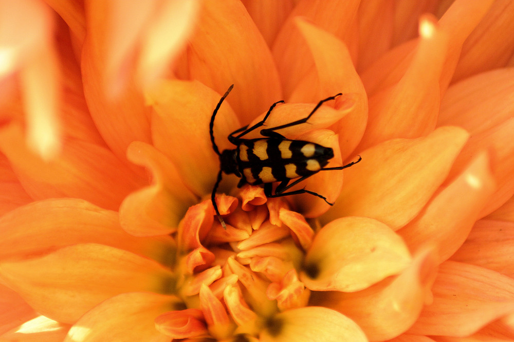 Dahlie mit schwarz - gelben Käfer