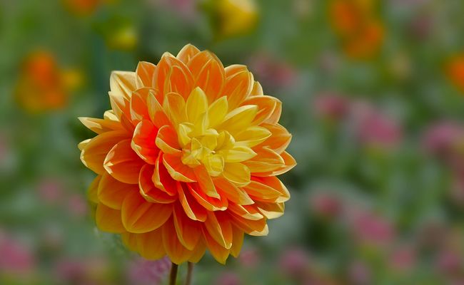 Dahlie Monet Glory....