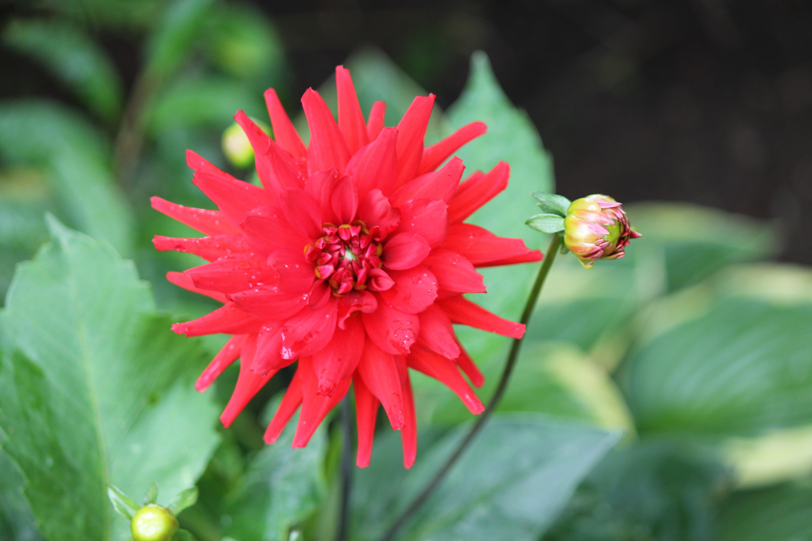 Dahlie nach dem Regen