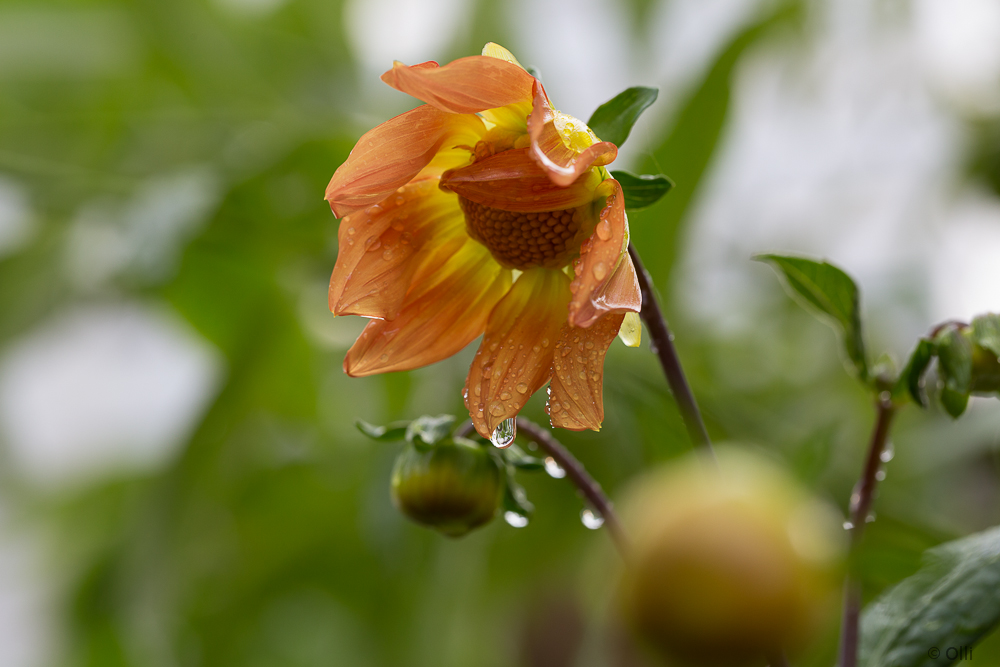 Dahlie nach dem Regen