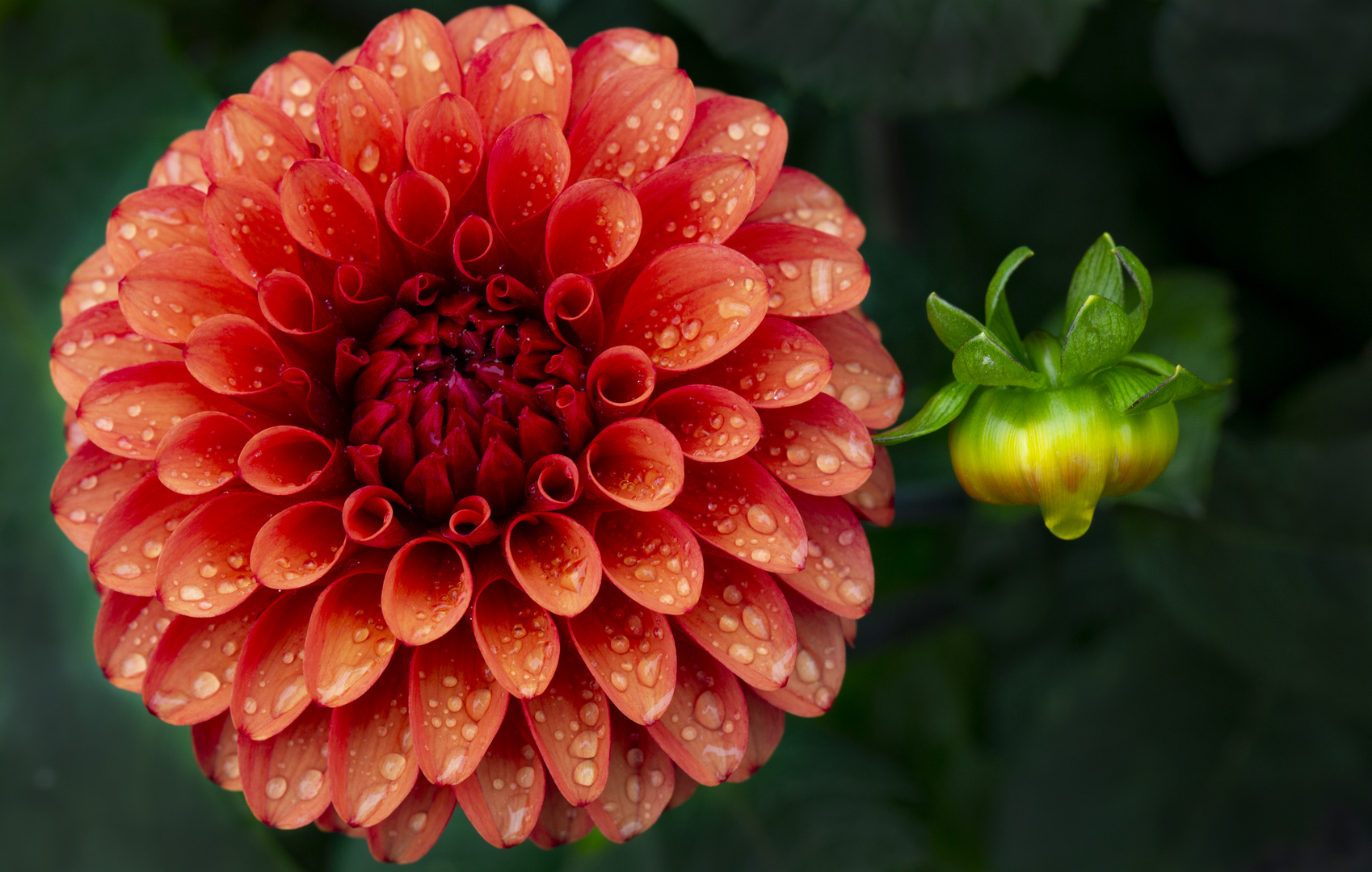 Dahlie nach dem Regen