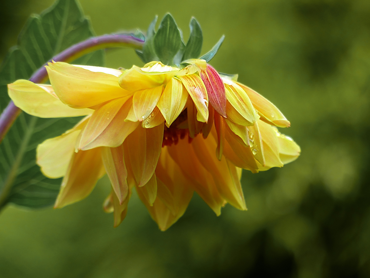 Dahlie nach dem Regen     mein Mittwochsblümchen