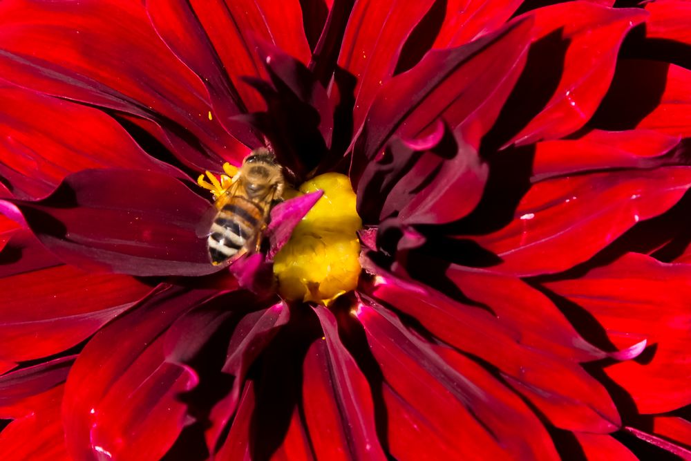 Dahlie nahgesehen mit Biene