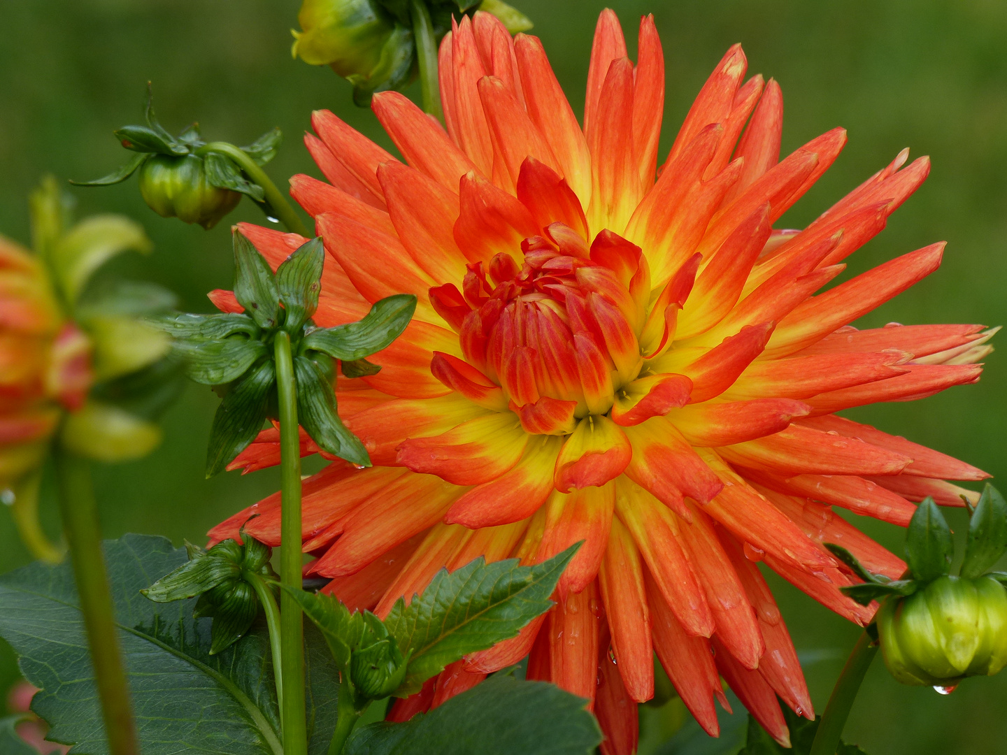 Dahlie orange leuchtend