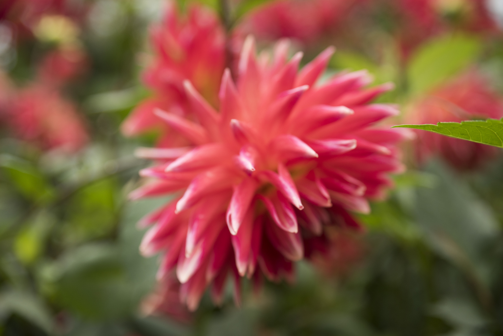 Dahlie pink mit weißen Spitzen