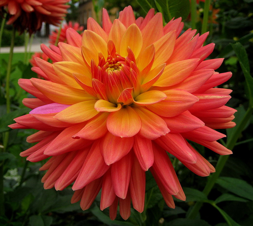 Dahlie Rotorange