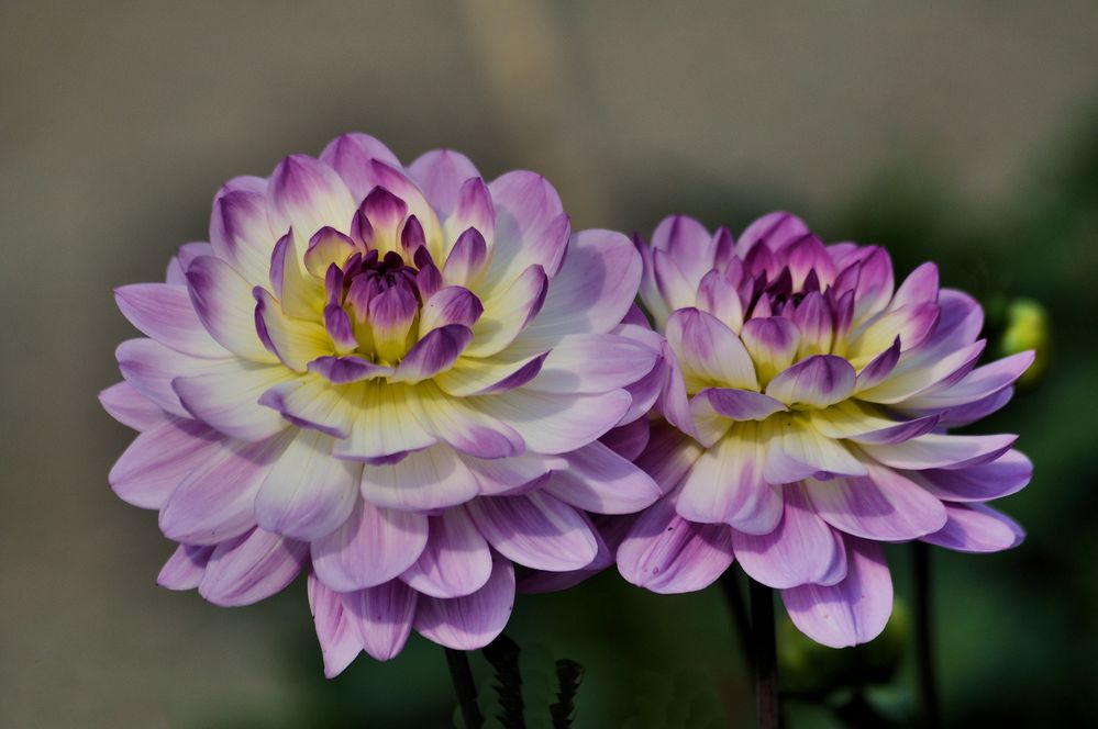 Dahlie 'Sandia Melody'