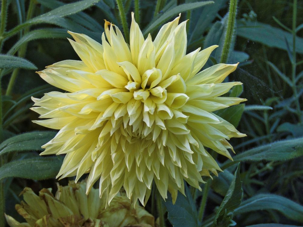 Dahlie, schön gefüllt, wie ich sie mag Foto &amp; Bild | grün, gelb, natur ...