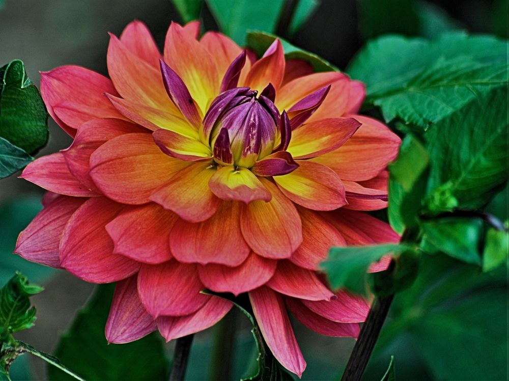 Dahlie 'Tricolore'