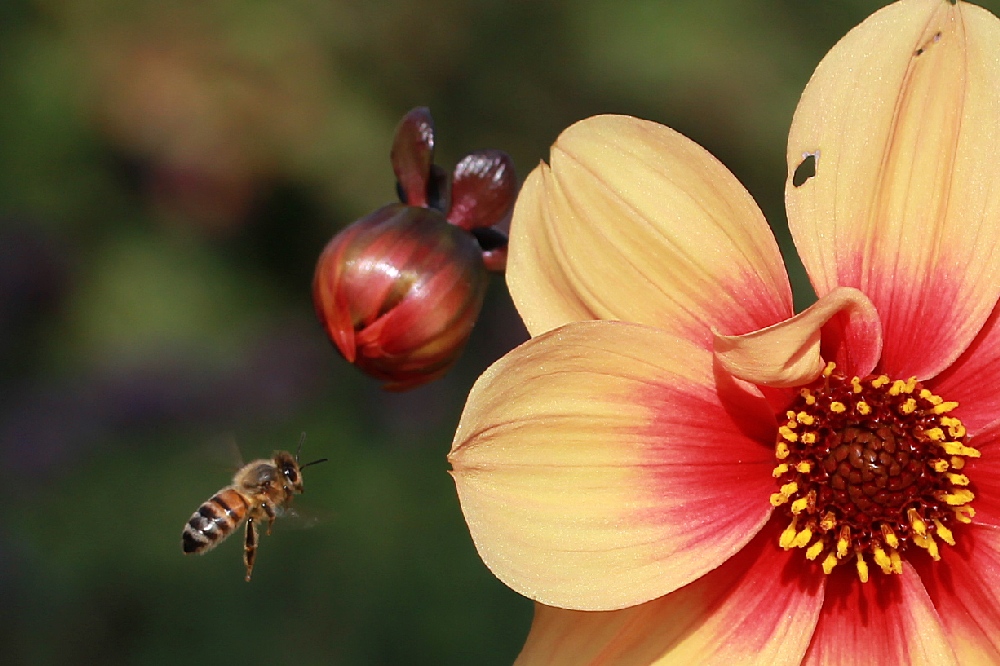 Dahlie und Biene