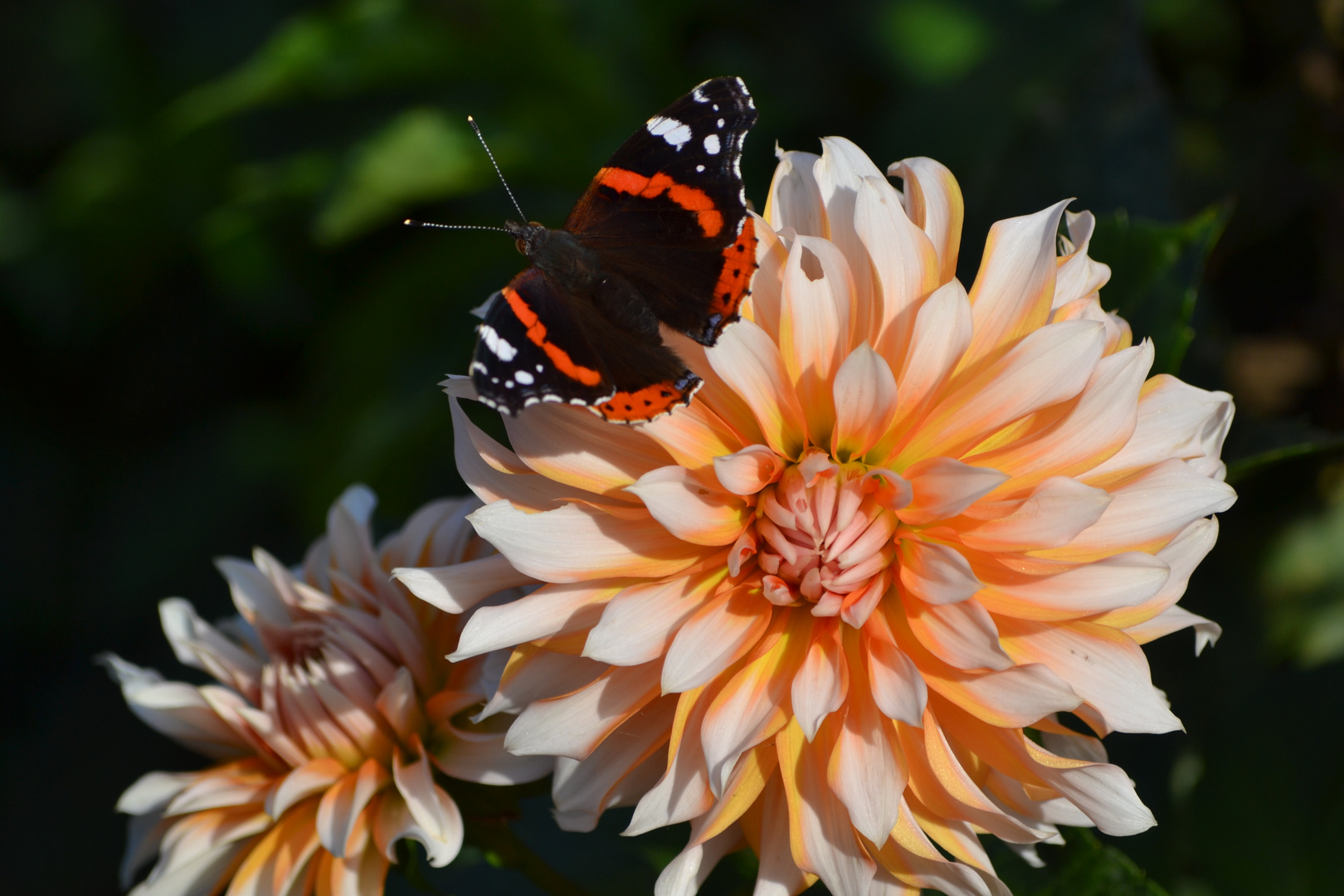 Dahlie und Schmetterling 