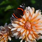 Dahlie und Schmetterling 