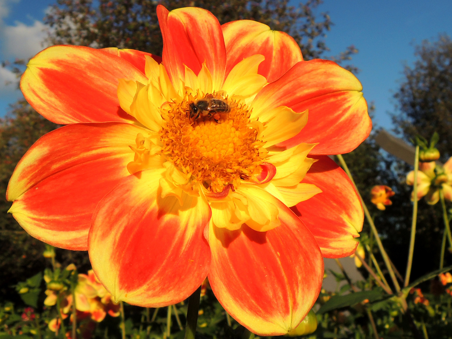 Dahlie zum Herbst