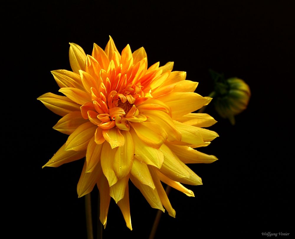 Dahlieblüte im Herbstlicht I