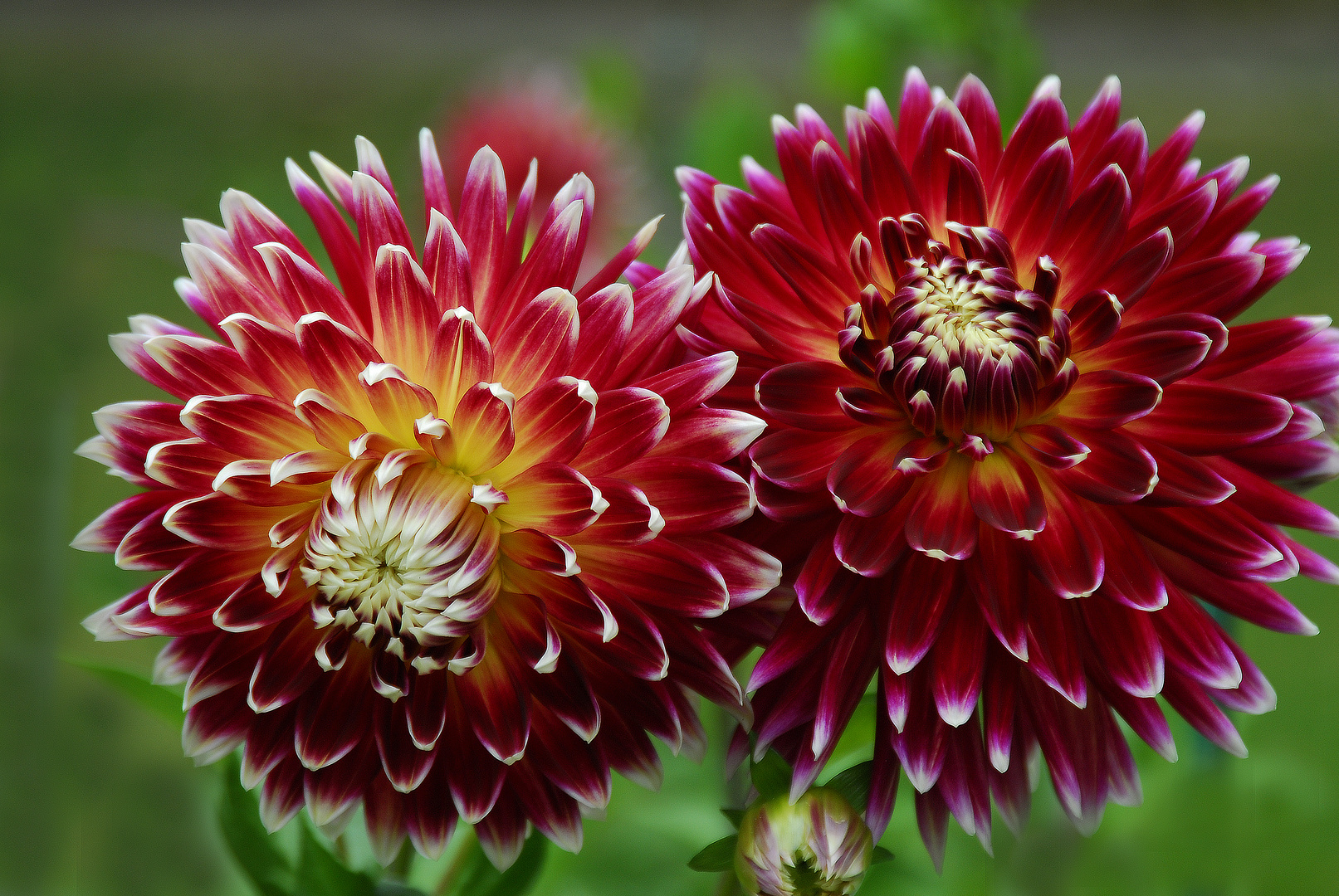 Dahlien Foto & Bild natur, herbst, blumen Bilder auf