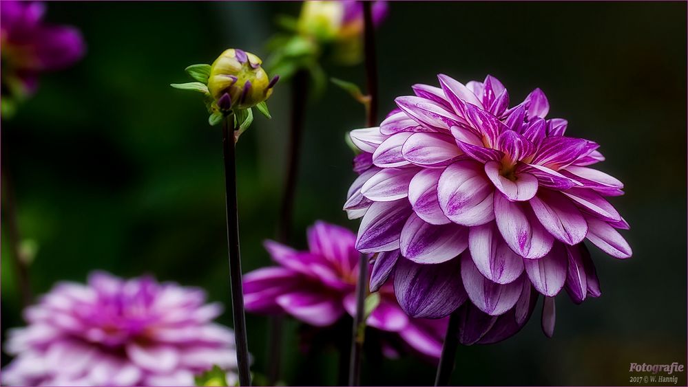Dahlien Foto & Bild | natur, blumen, pflanzen Bilder auf fotocommunity