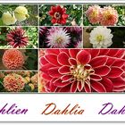 Dahlien