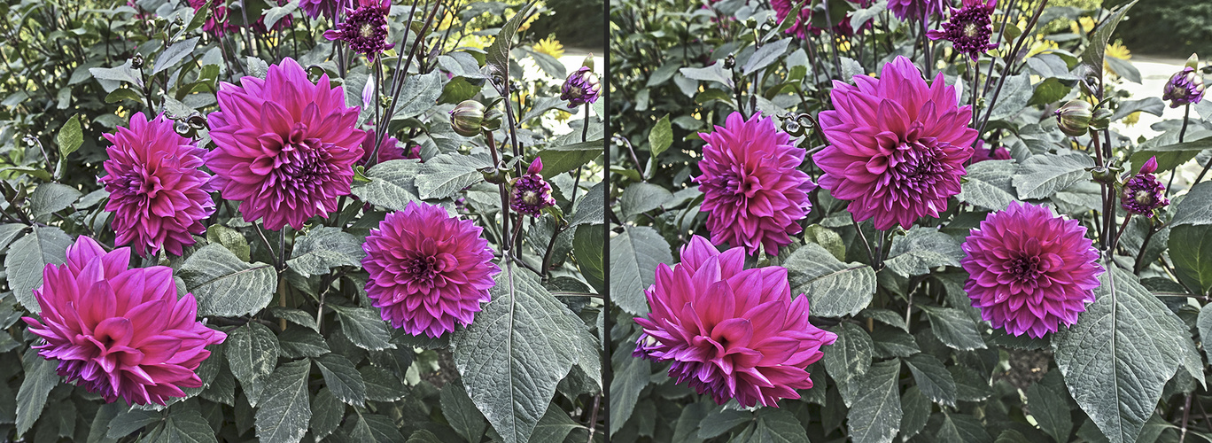 Dahlien 2 (3D)