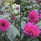 Dahlien 2 (3D)