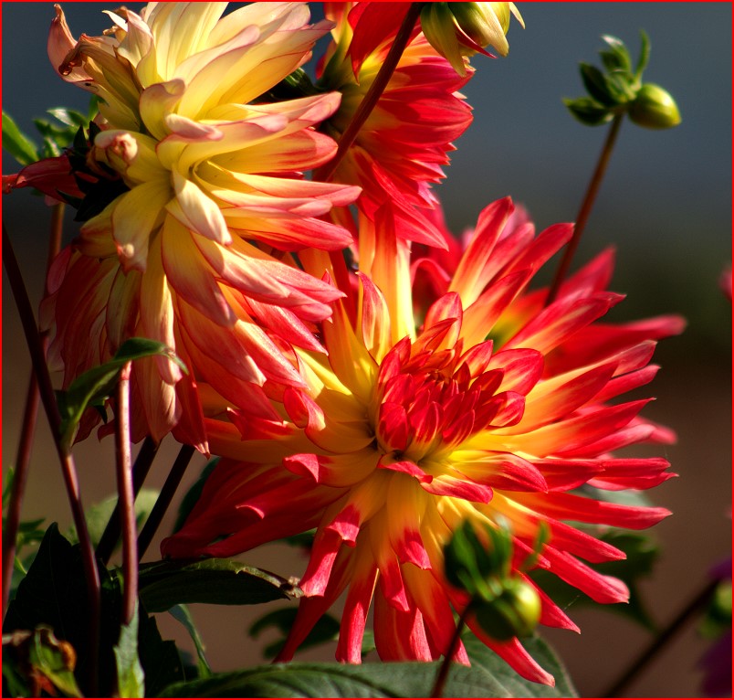 Dahlien