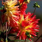 Dahlien