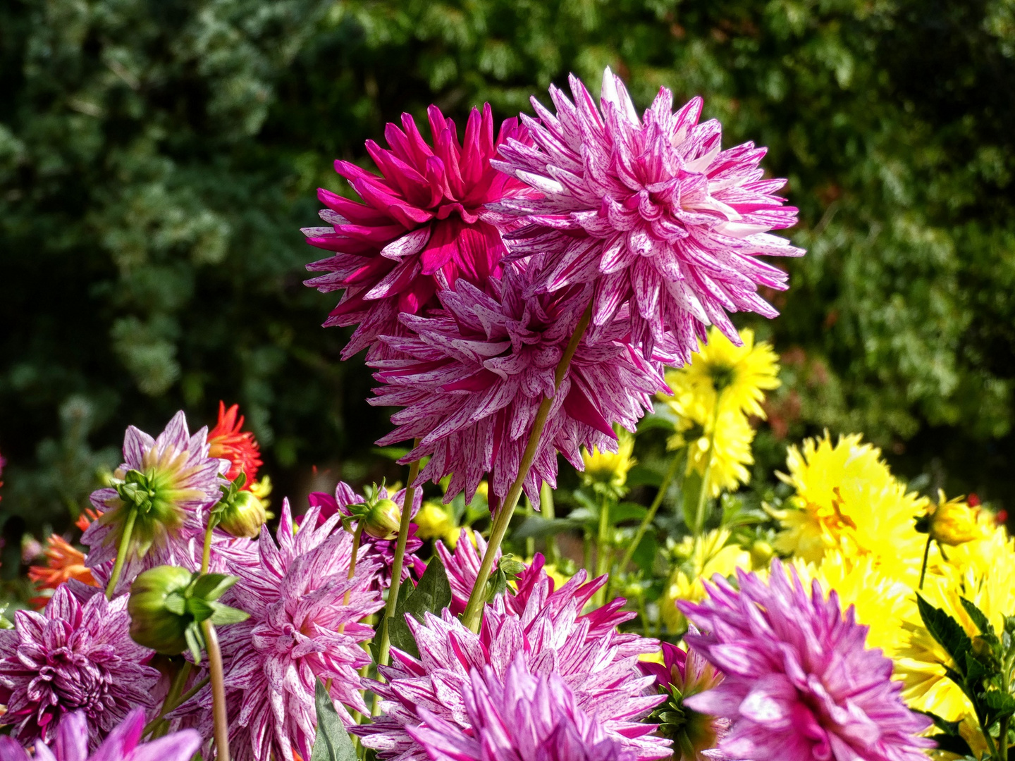 Dahlien Foto & Bild natur, pflanzen, dahlien Bilder auf