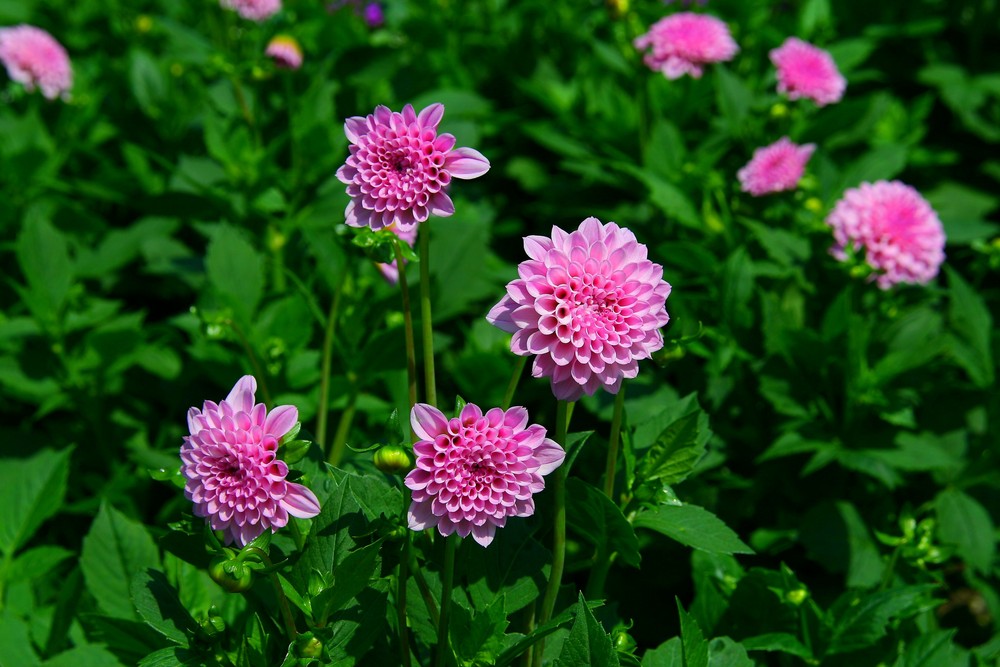 Dahlien auf der Insel Mainau