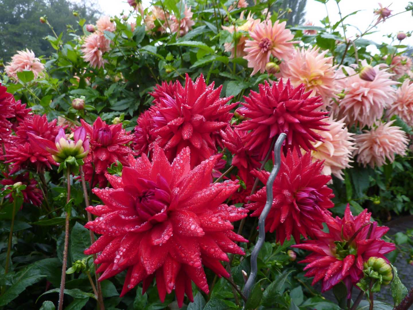 Dahlien auf der Mainau 1