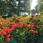 Dahlien auf der Mainau, Mainau im September