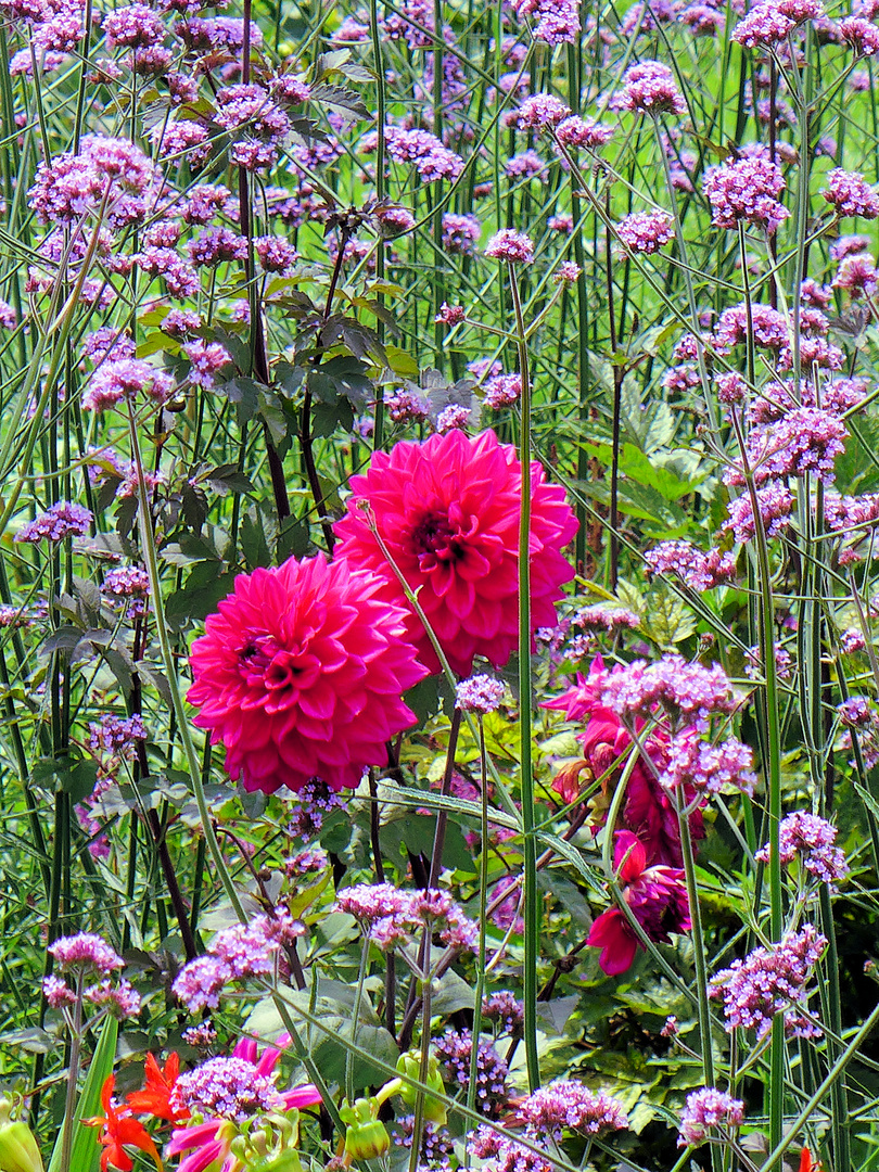 Dahlien auf der Wiese