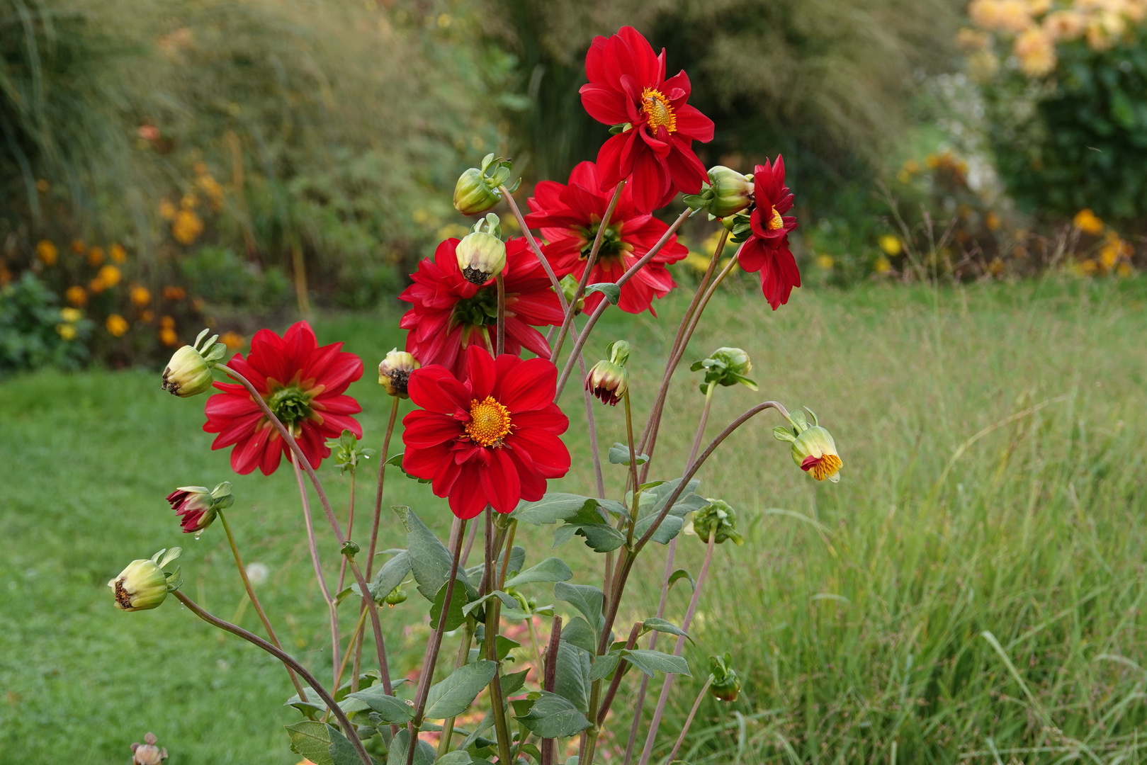 ... Dahlien aus dem Bugagelände