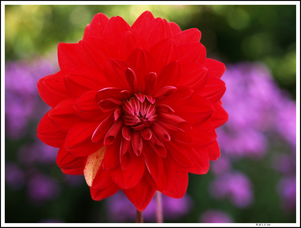 Dahlien aus den Garten