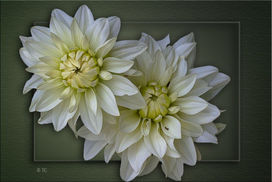 DAHLIEN AUS MEINEM GARTEN ...