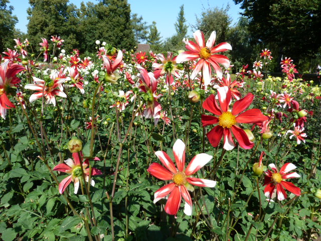 dahlien ausstellung