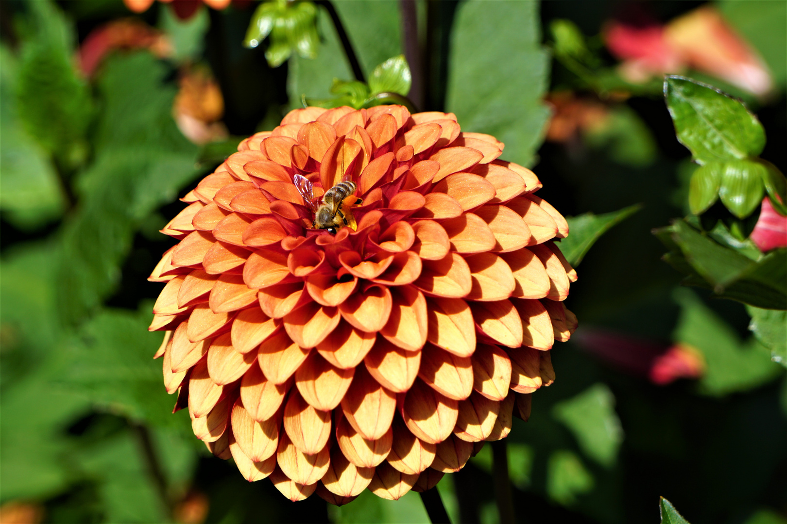 Dahlien Blüte auf der Insel Mainau 1