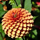 Dahlien Blüte auf der Insel Mainau 1