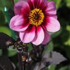Dahlien-Blüte
